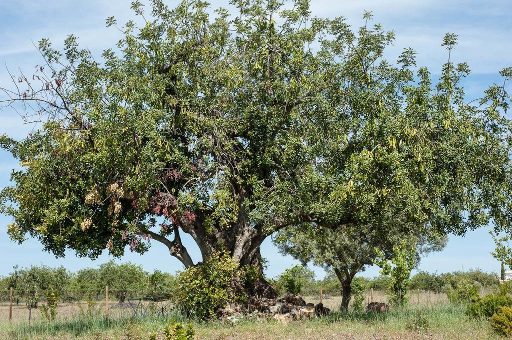 منزل الضيف كاباناس تْدي تافيرا  في Pensao Agricola المظهر الخارجي الصورة