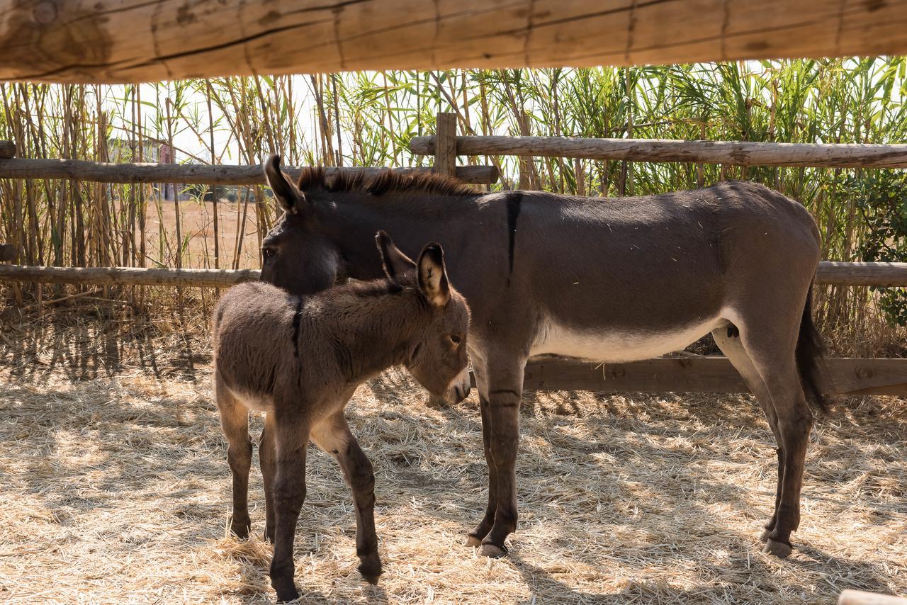 منزل الضيف كاباناس تْدي تافيرا  في Pensao Agricola المظهر الخارجي الصورة